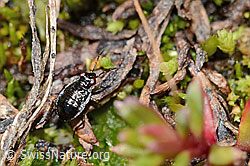 Micracanthia fennica (Uferwanze) (C202577) Micracanthia fennica (Uferwanze) (C202577)