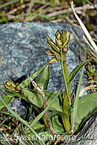 Grüne Hohlzunge (Coeloglossum viride) (08.2021, C202581)