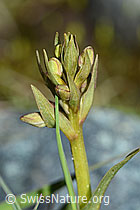 Grüne Hohlzunge (Coeloglossum viride) (08.2021, C202582)