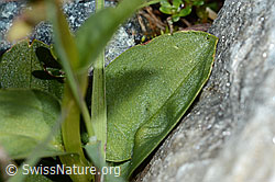 Coeloglossum viride (C202583)