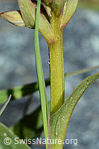 Coeloglossum viride (C202584)