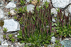 Bläuliche Gänsekresse (Arabis caerulea) (C202588)