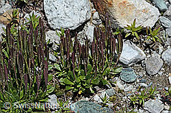 Bläuliche Gänsekresse (Arabis caerulea) (C202589)