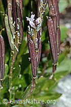 Bläuliche Gänsekresse (Arabis caerulea) (C202590)