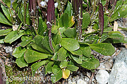 Bläuliche Gänsekresse (Arabis caerulea) (C202592)