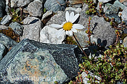 Gewöhnliche Alpenmargerite (Leucanthemopsis alpina) (C202596) Gewöhnliche Alpenmargerite (Leucanthemopsis alpina) (C202596)