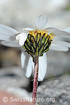 Gewöhnliche Alpenmargerite (Leucanthemopsis alpina) (C202602) Gewöhnliche Alpenmargerite (Leucanthemopsis alpina) (C202602)
