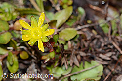 Bewimperter Steinbrech (Saxifraga aizoides) (C202610) Bewimperter Steinbrech (Saxifraga aizoides) (C202610)