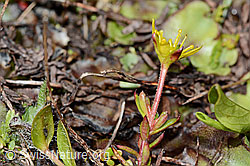 Bewimperter Steinbrech (Saxifraga aizoides) (C202612) Bewimperter Steinbrech (Saxifraga aizoides) (C202612)