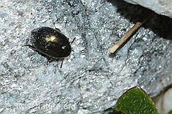 Foto: Halbstreifiger Pillenkäfer (Simplocaria semistriata)