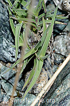Zweizeiliger Goldhafer (Trisetum distichophyllum) (08.2021, C202654)