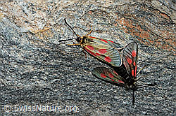 Alpen-Widderchen (Zygaena exulans) (08.2021, C202656)