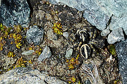 Attulus longipes (Springspinne) (C202658) Attulus longipes (Springspinne) (C202658)