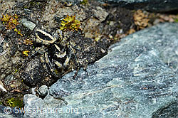 Attulus longipes (Springspinne) (C202661) Attulus longipes (Springspinne) (C202661)