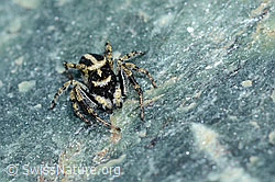 Attulus longipes (Springspinne) (C202669) Attulus longipes (Springspinne) (C202669)