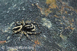 Attulus longipes (Springspinne) (C202672) Attulus longipes (Springspinne) (C202672)