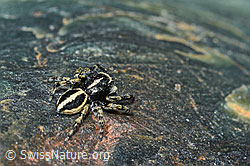 Attulus longipes (Springspinne) (C202674) Attulus longipes (Springspinne) (C202674)