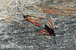 Foto: Alpen-Widderchen (Zygaena exulans)