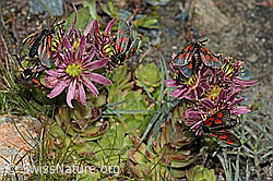 Alpen-Widderchen (Zygaena exulans) auf Berg-Hauswurz (Sempervivum montanum) (C202682) Alpen-Widderchen (Zygaena exulans) auf Berg-Hauswurz (Sempervivum montanum) (C202682)
