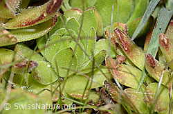 Berg-Hauswurz (Sempervivum montanum) (C202684) Berg-Hauswurz (Sempervivum montanum) (C202684)