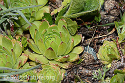 Berg-Hauswurz (Sempervivum montanum) (C202695) Berg-Hauswurz (Sempervivum montanum) (C202695)