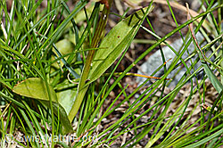Coeloglossum viride (C202702)