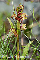 Coeloglossum viride (C202703)