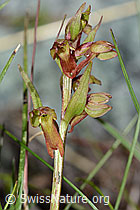 Coeloglossum viride (C202707)