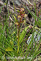 Grüne Hohlzunge (Coeloglossum viride) (08.2021, C202711)