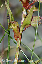 Grüne Hohlzunge (Coeloglossum viride) (08.2021, C202714)