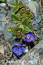 Felsen-Ehrenpreis (Veronica fruticans) (C202717)