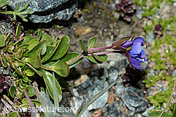 Felsen-Ehrenpreis (Veronica fruticans) (C202719)