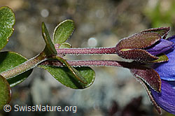 Felsen-Ehrenpreis (Veronica fruticans) (C202721)