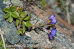 Felsen-Ehrenpreis (Veronica fruticans) (C202723)