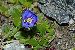 Felsen-Ehrenpreis (Veronica fruticans) (C202728)
