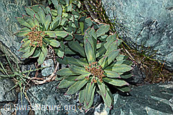 Foto: Rosenwurz (Rhodiola rosea)