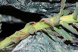 Foto: Rosenwurz (Rhodiola rosea)