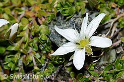 Bewimpertes Sandkraut (Arenaria ciliata) (C202751) Bewimpertes Sandkraut (Arenaria ciliata) (C202751)