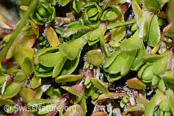 Bewimpertes Sandkraut (Arenaria ciliata) (C202758) Bewimpertes Sandkraut (Arenaria ciliata) (C202758)