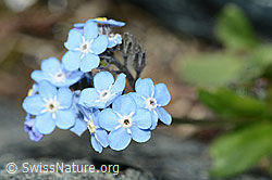 Alpen-Vergissmeinnicht (Myosotis alpestris) (C202802) Alpen-Vergissmeinnicht (Myosotis alpestris) (C202802)