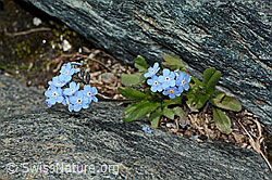 Alpen-Vergissmeinnicht (Myosotis alpestris) (C202803) Alpen-Vergissmeinnicht (Myosotis alpestris) (C202803)