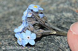 Alpen-Vergissmeinnicht (Myosotis alpestris) (C202805) Alpen-Vergissmeinnicht (Myosotis alpestris) (C202805)