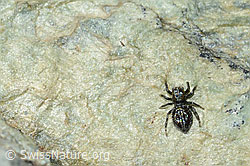 Attulus longipes (Springspinne) (C202815) Attulus longipes (Springspinne) (C202815)