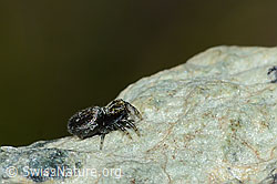 Attulus longipes (Springspinne) (C202827) Attulus longipes (Springspinne) (C202827)