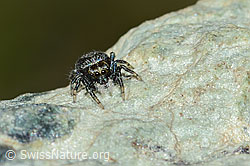 Attulus longipes (Springspinne) (C202828) Attulus longipes (Springspinne) (C202828)