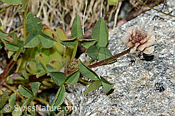 Bleicher Klee (Trifolium pallescens) (C202849) Bleicher Klee (Trifolium pallescens) (C202849)