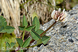 Bleicher Klee (Trifolium pallescens) (C202850) Bleicher Klee (Trifolium pallescens) (C202850)
