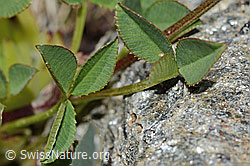 Bleicher Klee (Trifolium pallescens) (C202852) Bleicher Klee (Trifolium pallescens) (C202852)