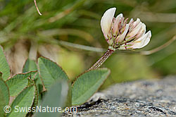 Bleicher Klee (Trifolium pallescens) (C202857) Bleicher Klee (Trifolium pallescens) (C202857)
