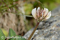 Bleicher Klee (Trifolium pallescens) (C202861) Bleicher Klee (Trifolium pallescens) (C202861)
